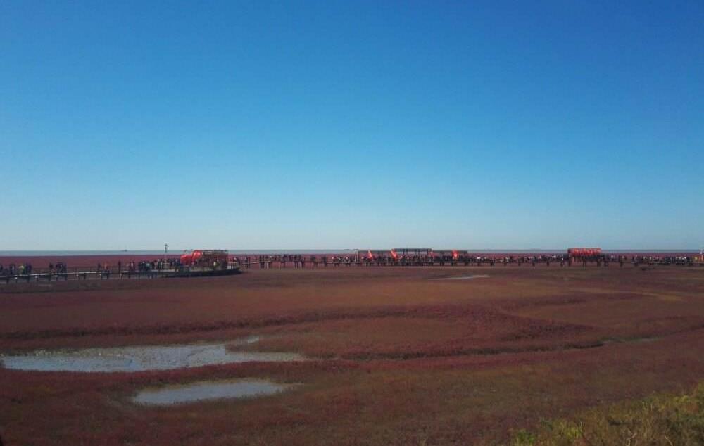 北京出發(fā)自駕觀紅海灘奇觀，品盤錦稻田蟹、愜意遼河游船晚餐特色之旅2日游