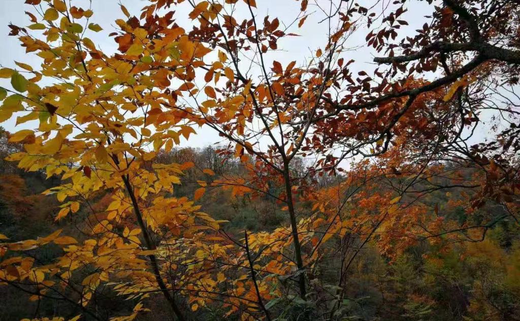 重慶周邊3日自駕游：光霧山-十八月潭-米倉山3日賞紅葉自駕游