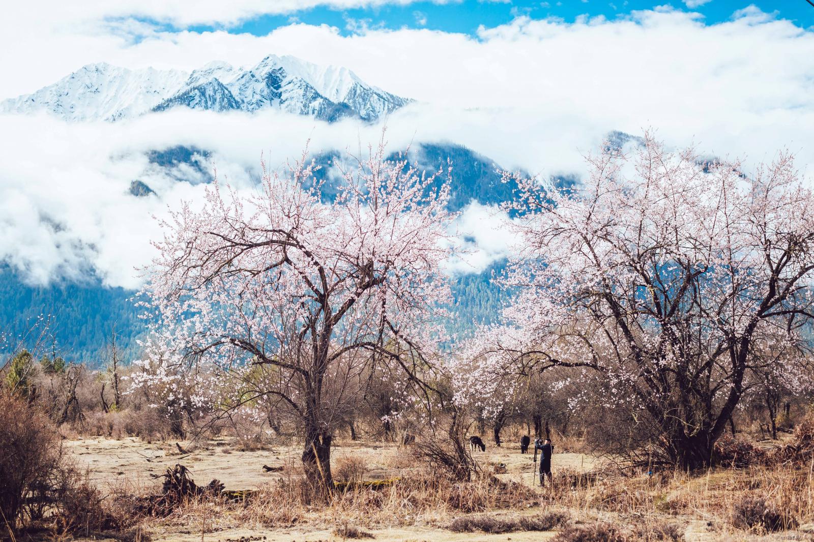 全國出發(fā)林芝集合5日攝影旅拍：桃花溝-古鄉(xiāng)湖-雅魯藏布江-索松村-嘎隆拉冰川-林芝5日落地自駕高端旅拍