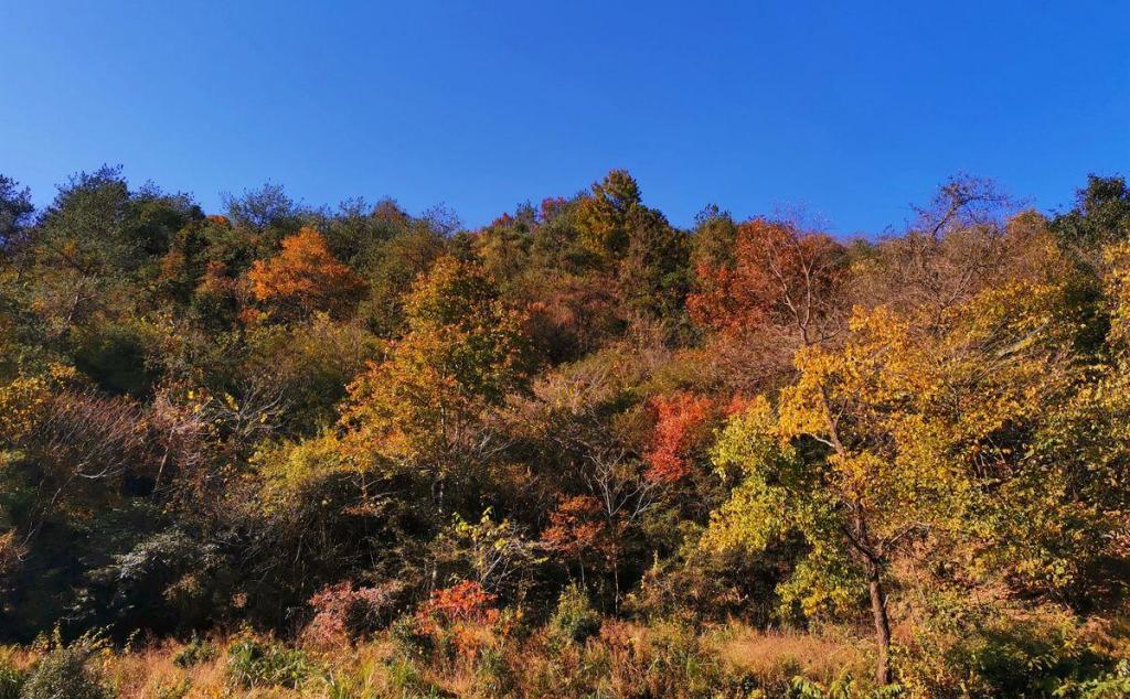 合肥周邊自駕2日游：賞大別山紅葉-天妙公路-天峽-享天悅灣溫泉鷂落坪岳西二日游