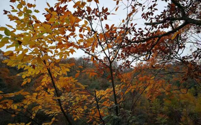 重慶周邊3日自駕游：光霧山-十八月潭-米倉(cāng)山3日賞紅葉自駕游