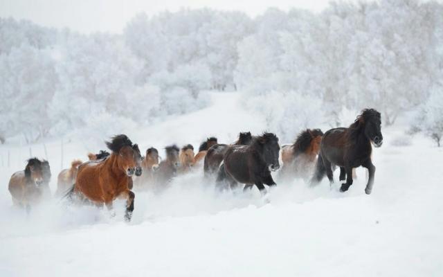 天津集合內(nèi)蒙古烏蘭布統(tǒng)3日自駕游：烏蘭布統(tǒng)-野穿無人區(qū)-塞罕壩3日體驗冰雪天地