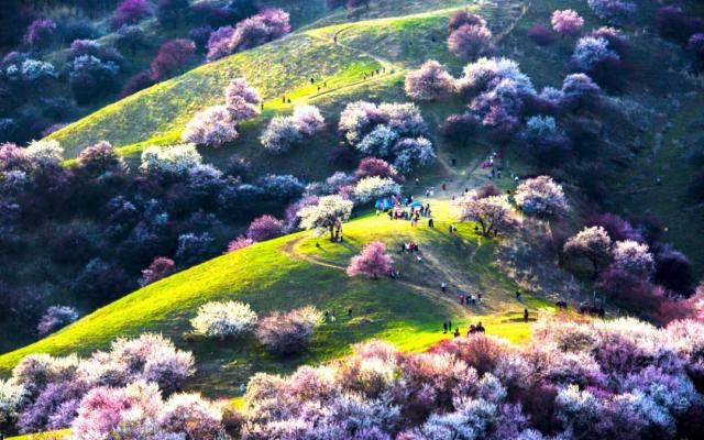 山東出發(fā)自駕新疆20日游：新疆帕米爾高原-盤龍古道-天山秘境-伊犁杏花溝杏花有約20日游