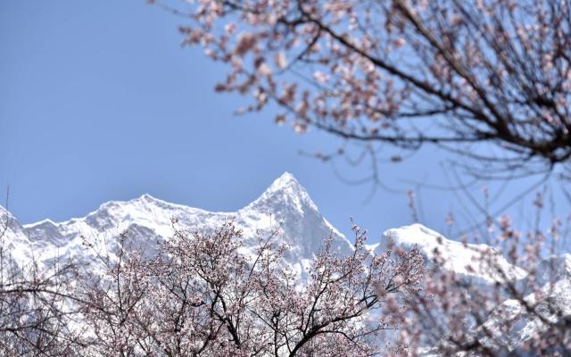 西藏林芝桃花節(jié)15日自駕游：【雪域桃花】丹巴藏寨-川藏線318-林芝桃花-拉薩-青藏線15日自駕